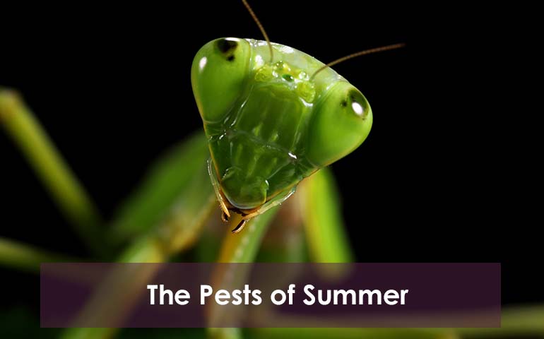 The Pests of Summer